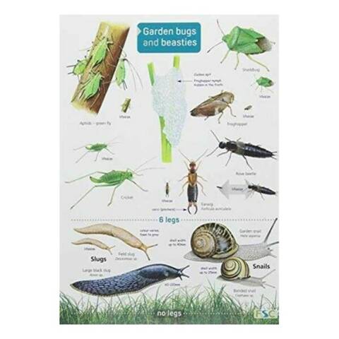 Field Guide - Garden Bugs & Beasties