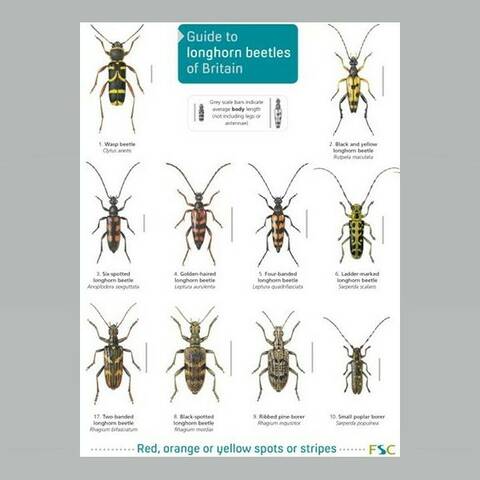 Field Guide - Longhorn Beetles of Britain