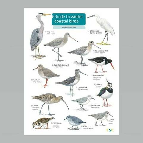 Field Guide - Winter Coastal Birds