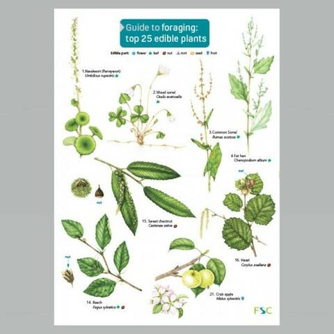 Field Guide - Foraging: Top 25 Edible Plants