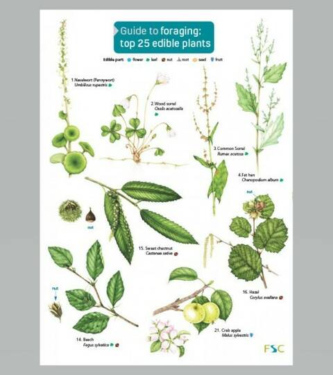 Field Guide - Foraging: Top 25 Edible Plants