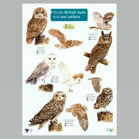 Field Guide - British Owls & Owl Pellets