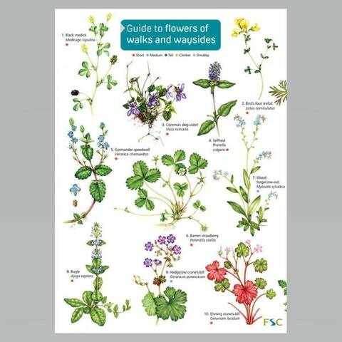 Field Guide -  Flowers of Walks & Waysides