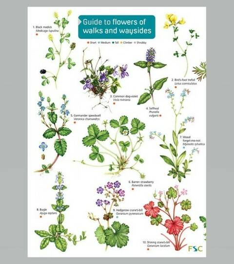 Field Guide -  Flowers of Walks & Waysides