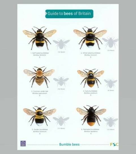 Field Guide - Bees