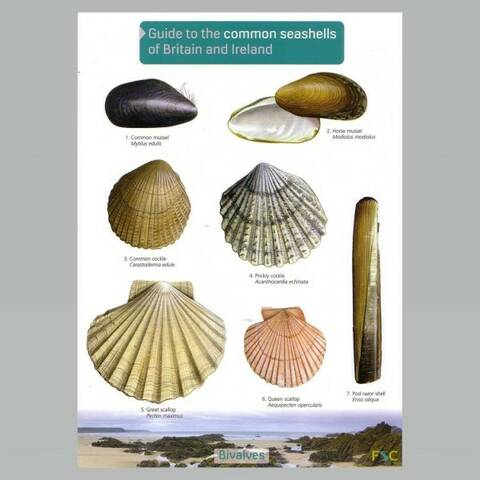 Field Guide - Common Seashells