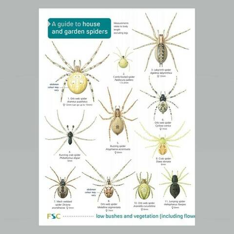 Field Guide - House & Garden Spiders