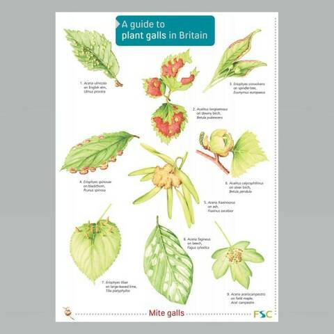 Field Guide - Plant Galls in Britain