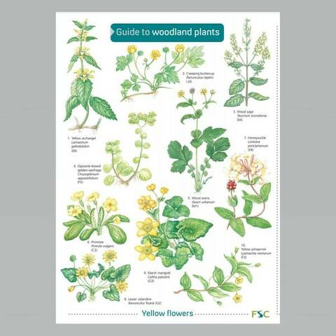 Field Guide - Woodland Plants