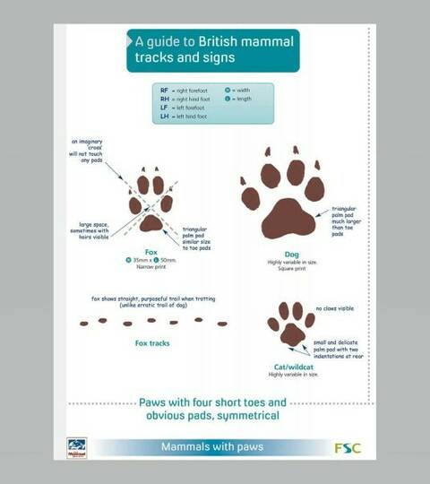 Field Guide - British Mammals Tracks & Signs