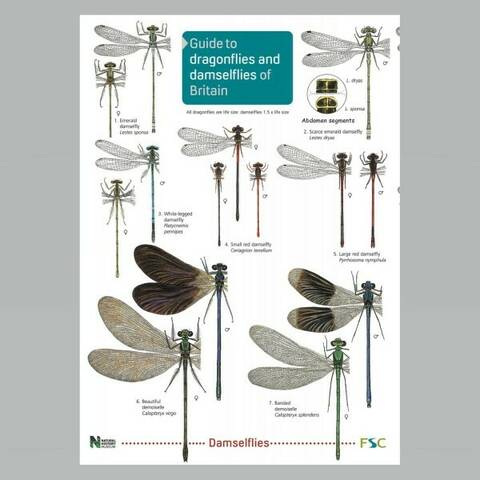 Field Guide - Dragonflies & Damselflies of Britain