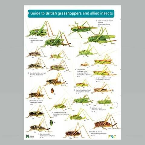Field Guide - British Grasshoppers & Allied Insects