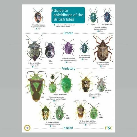 Field Guide - Shieldbugs of the British Isles