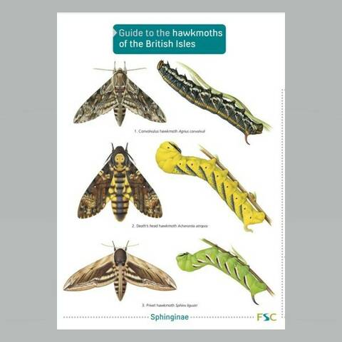 Field Guide - Hawkmoths of the British Isles