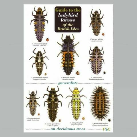 Field Guide - Ladybird Larvae of the British Isles