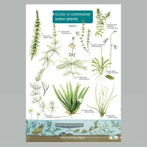 Field Guide - Commoner Water Plants