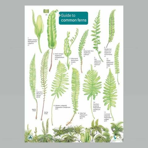 Field Guide - Common Ferns