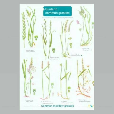 Field Guide - Grasses