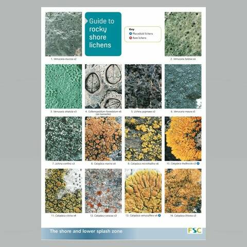 Field Guide - Lichens of Rocky Shore