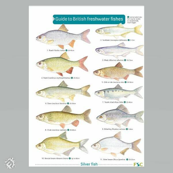 Field Guide - British Freshwater Fishes