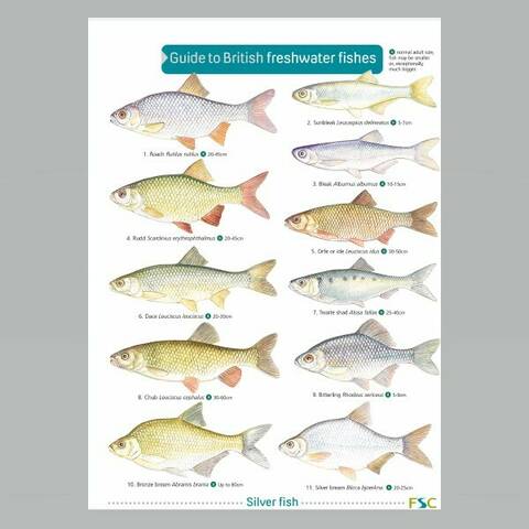 Field Guide - British Freshwater Fishes