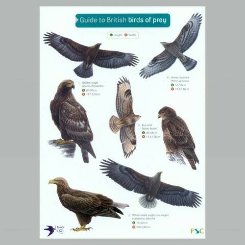Field Guide - British Birds of Prey