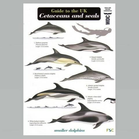 Field Guide - Cetaceans and Seals