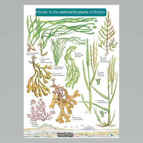 Field Guide - Saltmarsh Plants