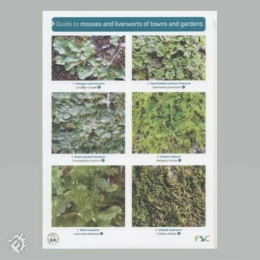 Field Guide - Mosses & Liverworts of Towns & Gardens | Muddy Faces