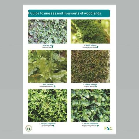 Field Guide - Mosses & Liverworts of Woodlands