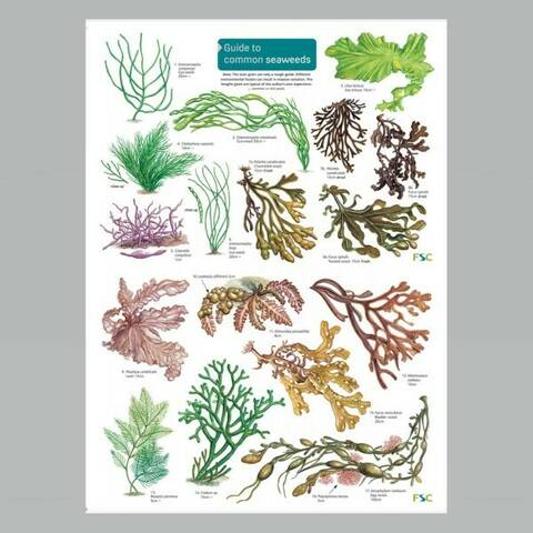 Field Guide - Common Seaweeds