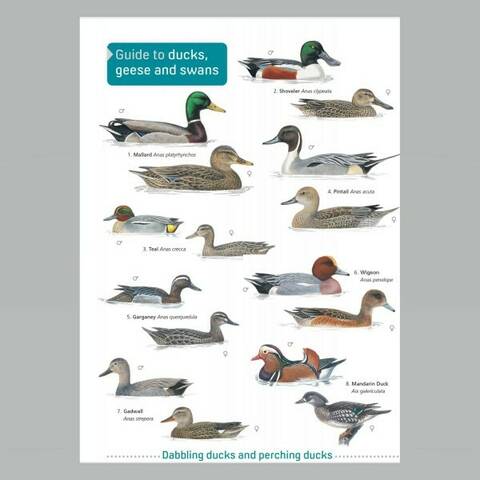 Field Guide - Ducks, Geese & Swans