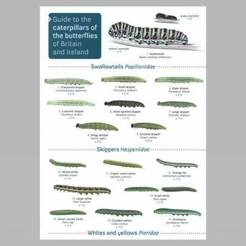 Field Guide - Caterpillars