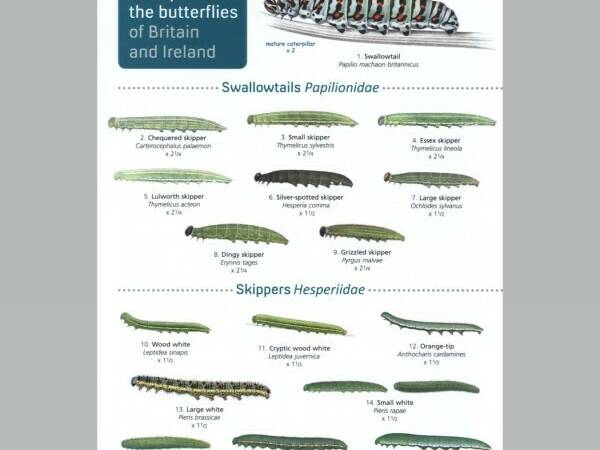 GWFIE63 Field Guide Caterpillars 600x600