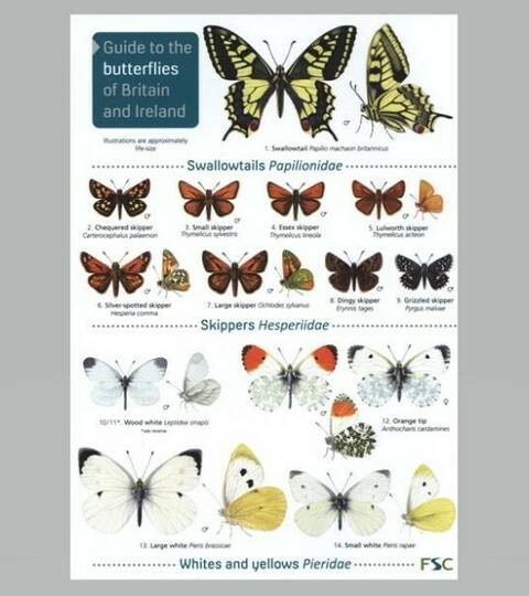 Field Guide - Butterflies of Britain