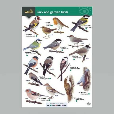 Field Guide - Park & Garden Birds