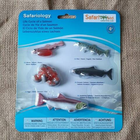 Life Cycle of a Salmon