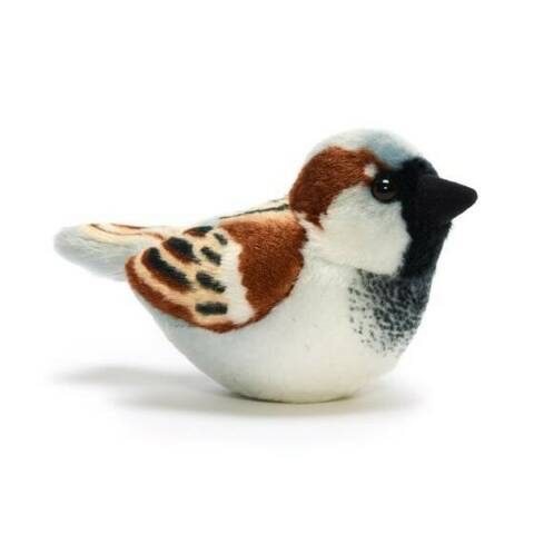 House Sparrow - Singing Bird