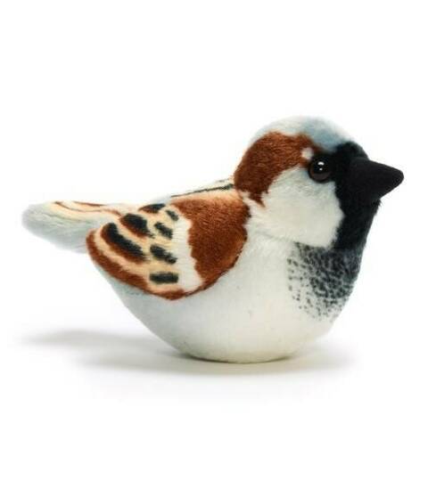 House Sparrow - Singing Bird