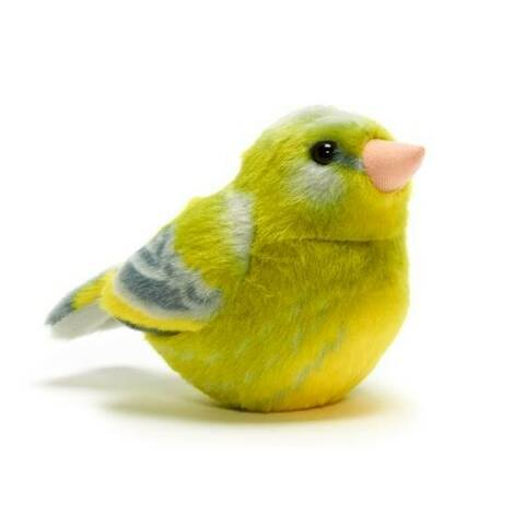 Greenfinch - Singing Bird