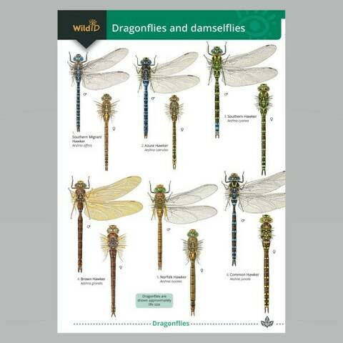 Field Guide - Dragonflies & Damselflies