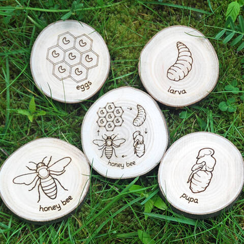 Honey Bee Life Cycle - UK Wood