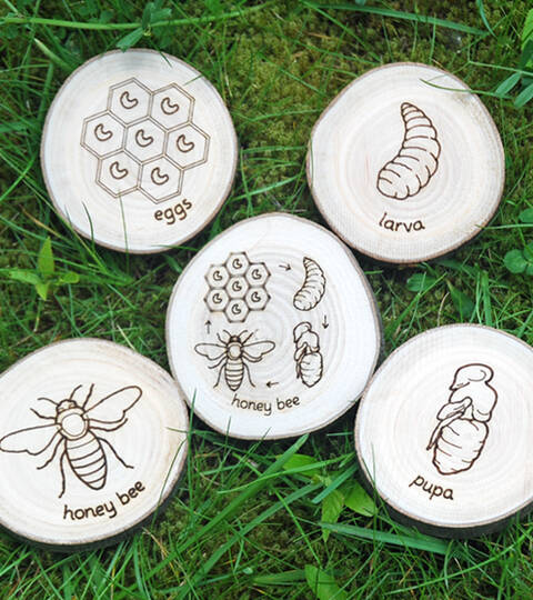 Honey Bee Life Cycle - UK Wood