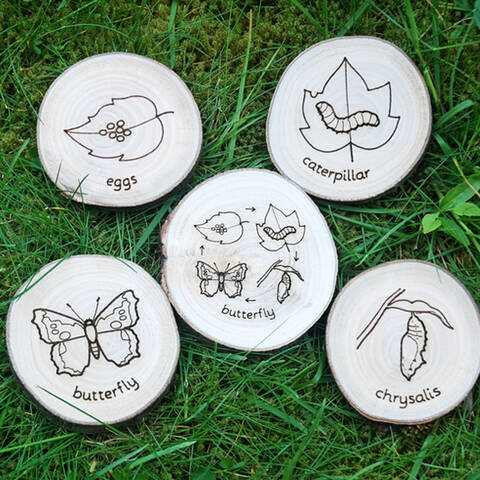 Butterfly Life Cycle - UK Wood