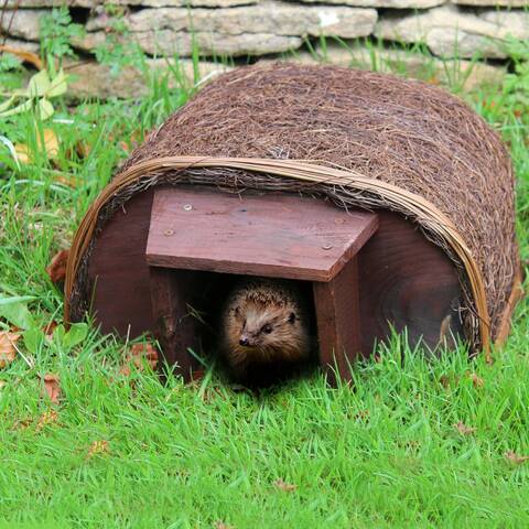 Hedgehog Haus