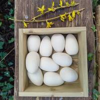 manual override of the alt attribute