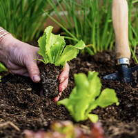 manual override of the alt attribute