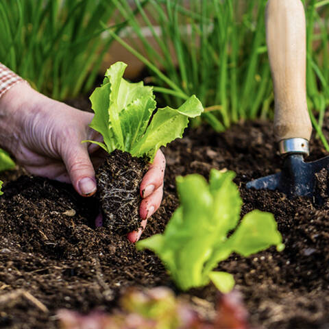 Grow-Your-Own Seed - Packs of 10