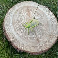 manual override of the alt attribute