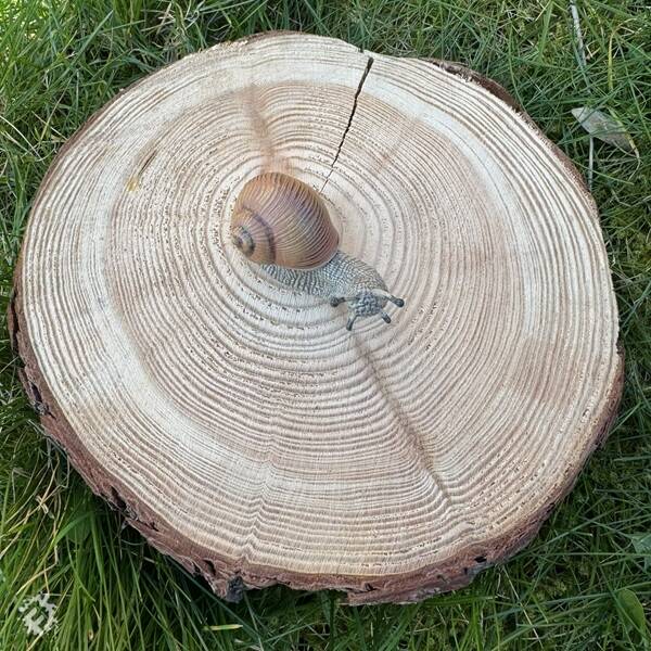 manual override of the alt attribute